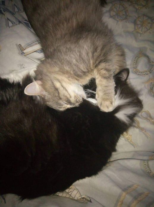 Віддамо Спокійних дорослих котиків для бабулі/дідулі