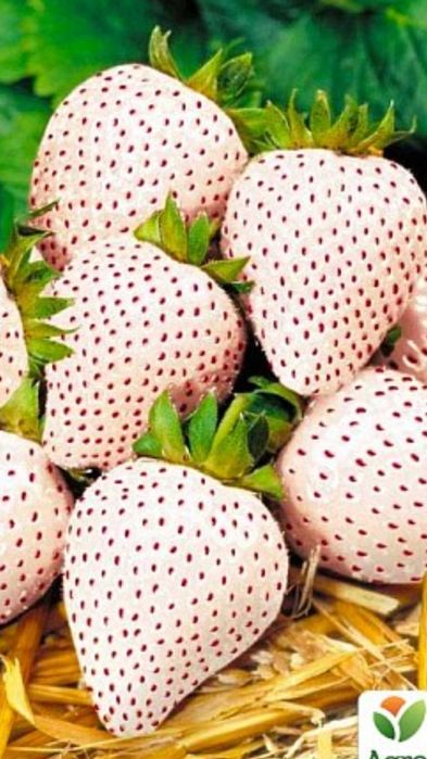 Продам саджанці ексклюзив ремонтантної  білої полуниці і червоної