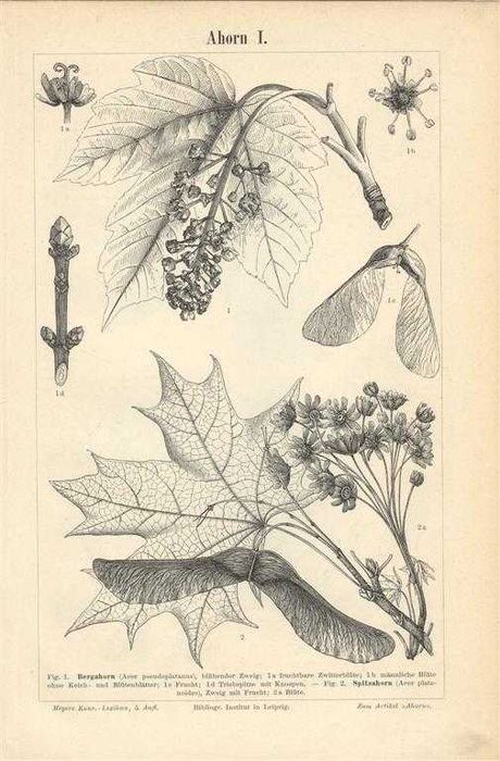 Drzewo II  oryginalna XIX w. grafika