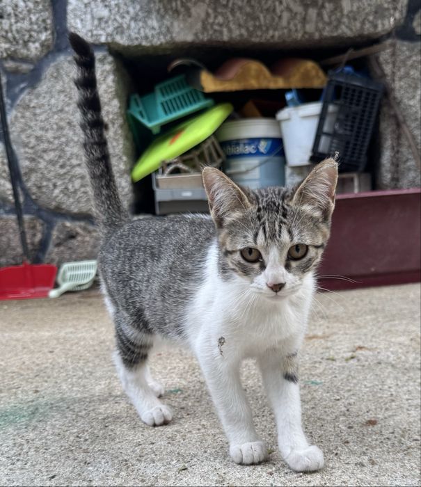 Gatos para adopção