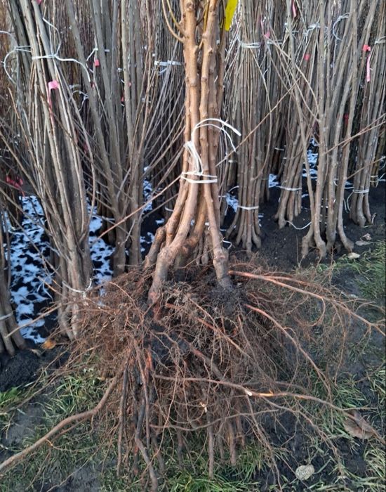 Продам саджанці плодових дерев