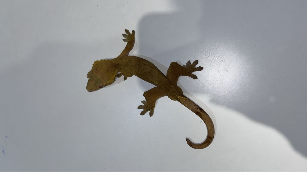 Gekon orzęsiony samiec RED