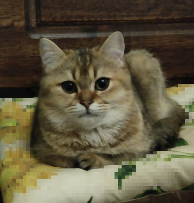 Британський котик, золота шиншила,bri ny 11wct