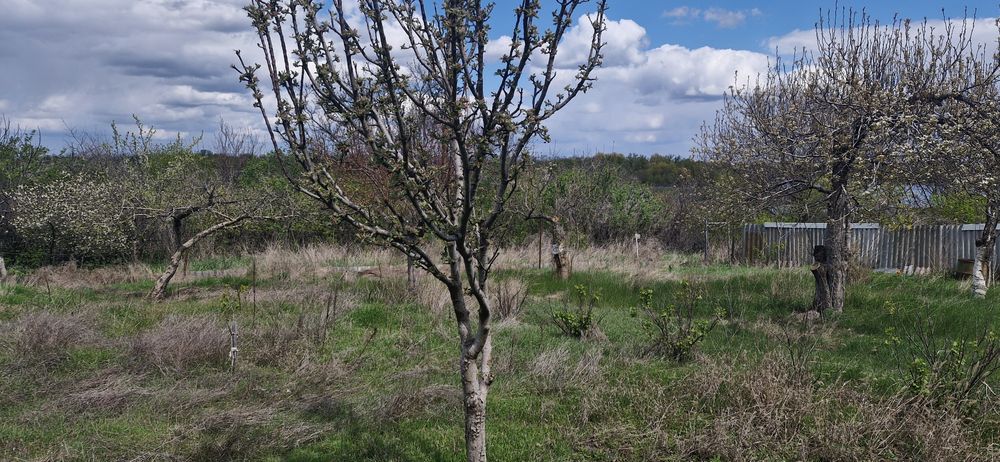 Продам дачну ділянку