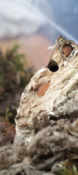 Мокриці cubaris murina mandarin