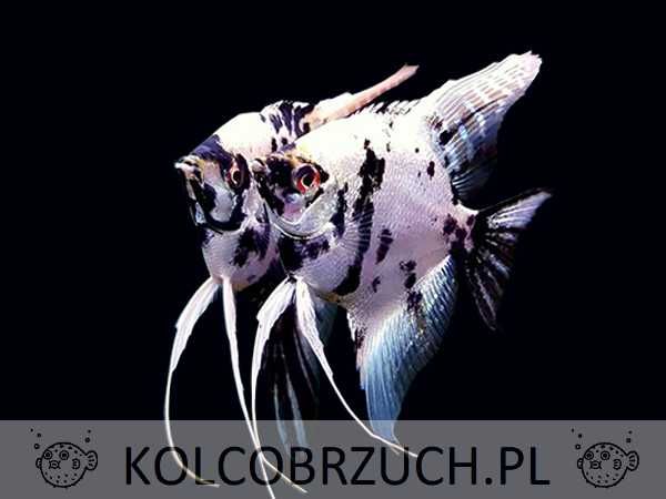 Żaglowiec skalar odmiana MARMURKOWA - Pterophyllum - dowóz, wysyłka