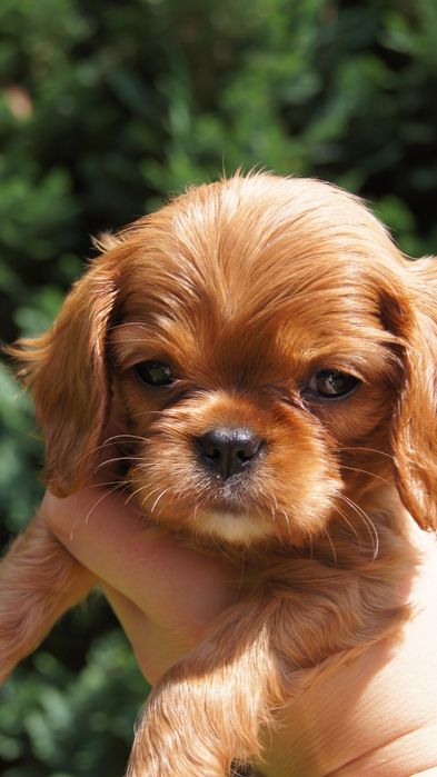 Cavalier King Charles Spaniel FCI ZKwP piesek