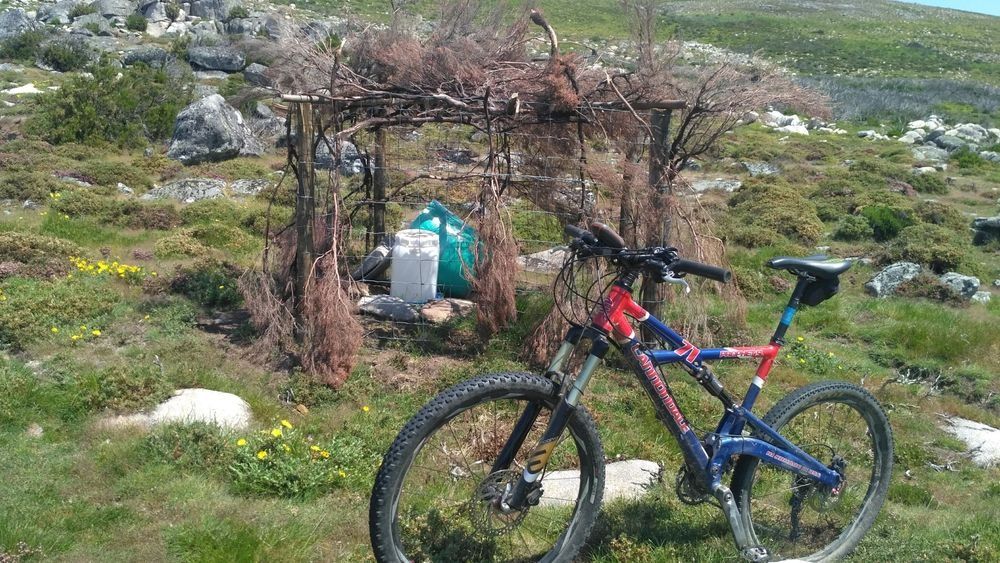 Cannondale Prophet