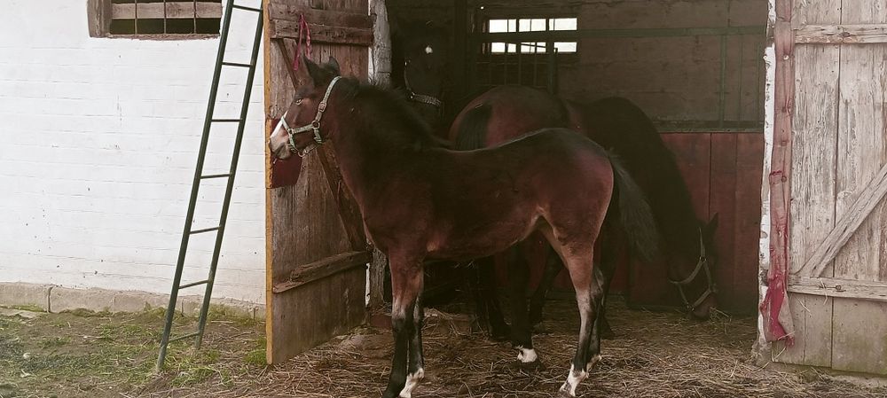 Sprzedam piękną zrebice odsadka