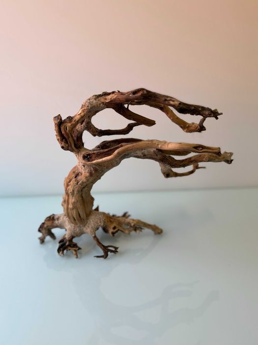 Tonące drzewko bonsai