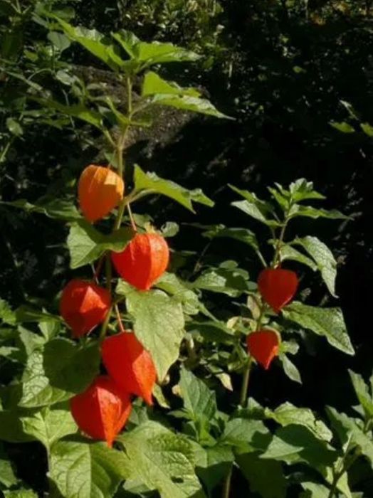 Физалис декоративный