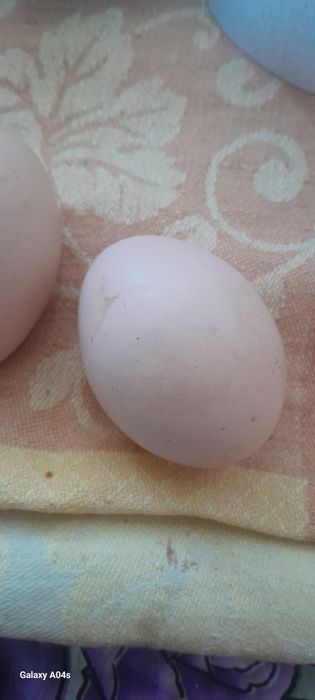 Яйца домашні курачі