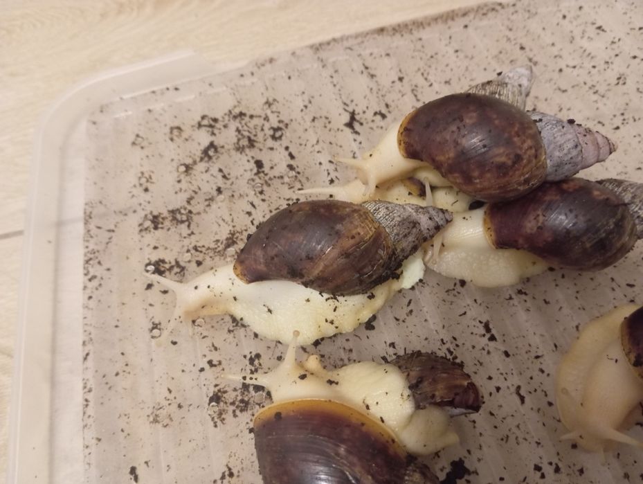 Ślimaki afrykanskie