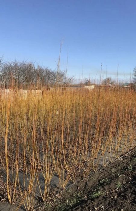 Енергетична верба живці лоза для живопдоту ива