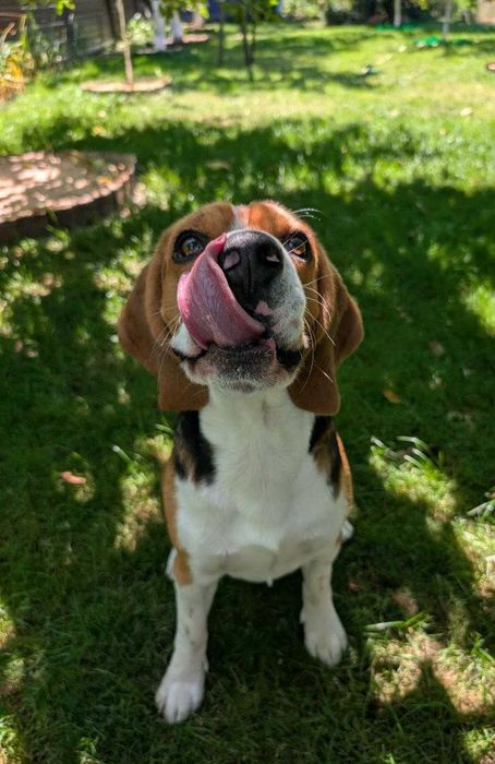 Бігль в'язка (розведення, кохання)