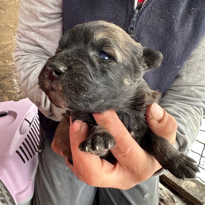 Малюк шукає сімʼю