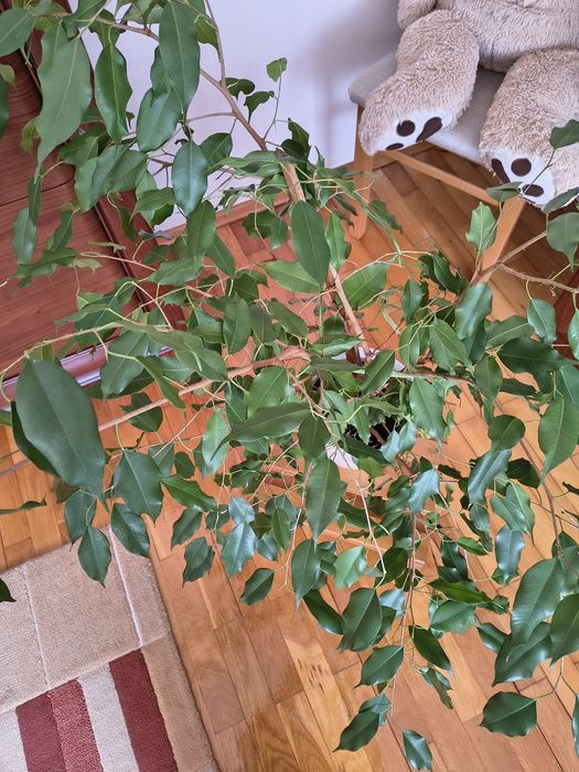 Ficus  Benjamin  figowiec