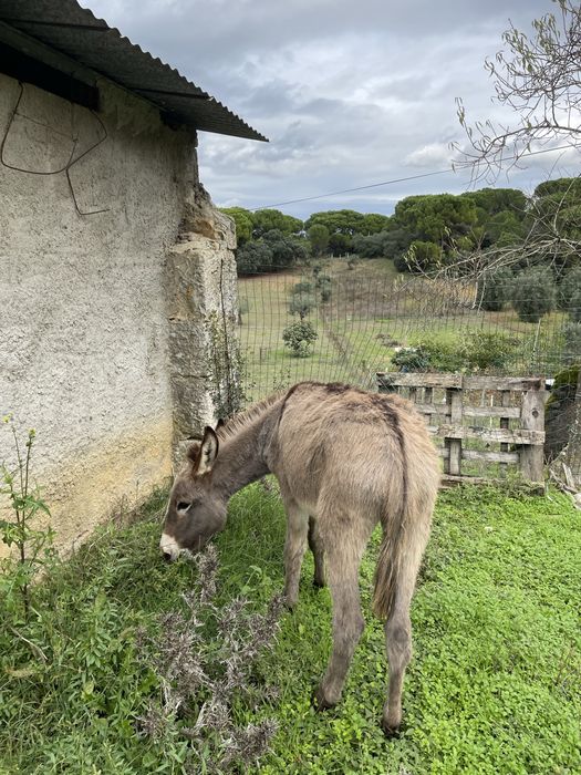 Burro com 2 anos e meio