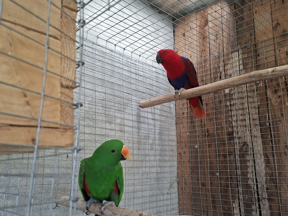 Casal ecletus roratus