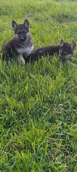 Німецька вівчарка