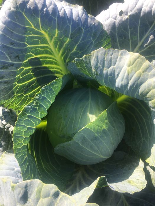 капуста опт , телефонуйте домовимось