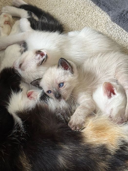 Gatos bebês adoção
