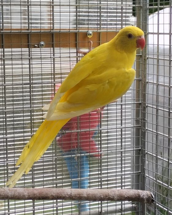 Aleksandretty obrożne żółte