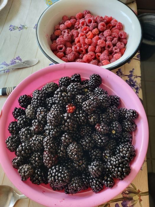 Продам сажанці ожини,ремонтантної малини