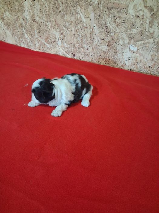 Shih tzu ( macho)
