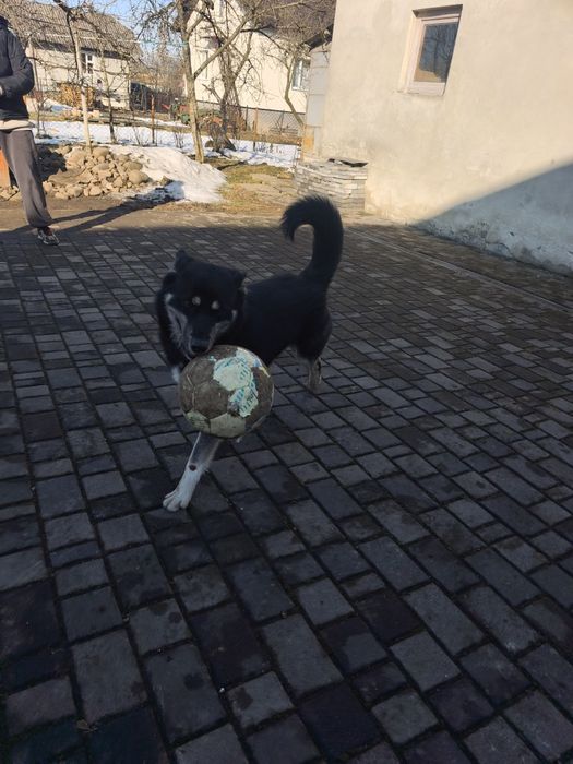Собака для дому , метис хаскі