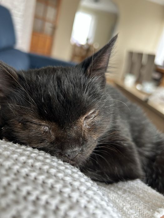 Kot Felek szuka domu