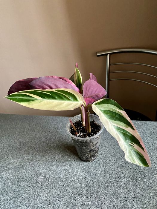 Фікус Амстел кінг/Строманта/Філодендрон