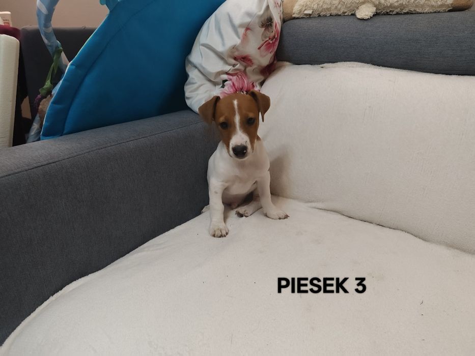 Piesek Jack Russell Terrier