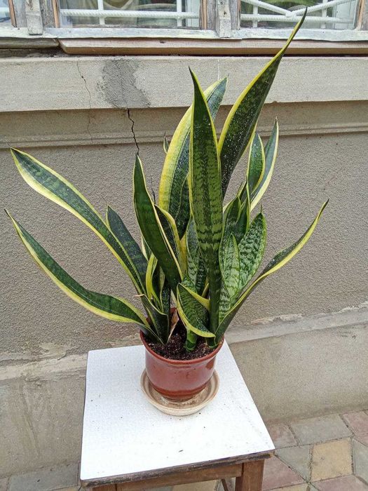 Хлорофітум та сансев'єра - очищувачі повітря для дітей та літніх людей