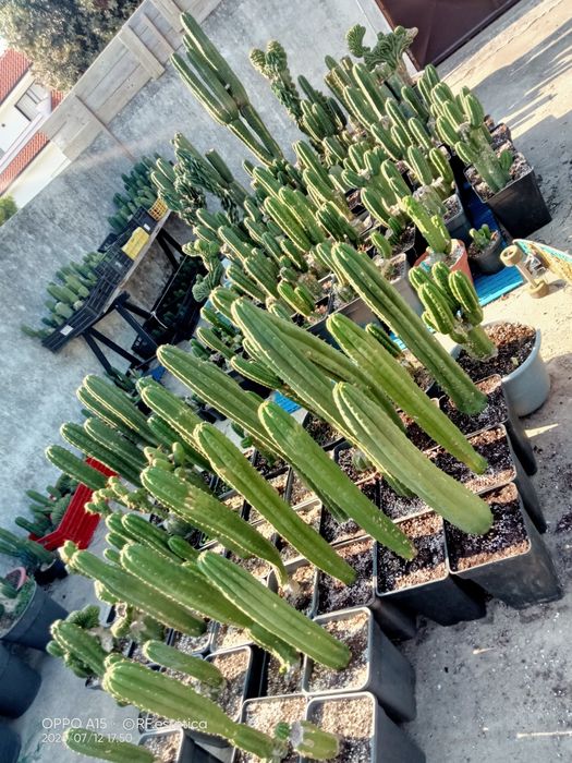 Trichocereus pachanoi