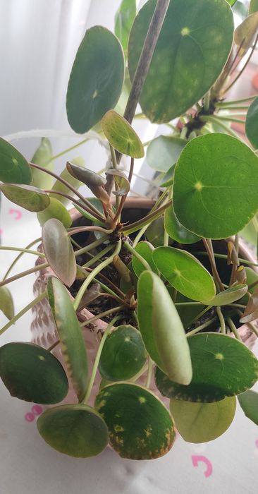 Pilea pieniążek sadzinki