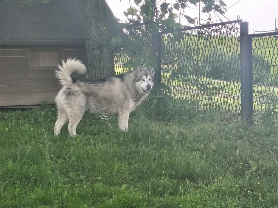 Alaskan Malamute szczeniak.