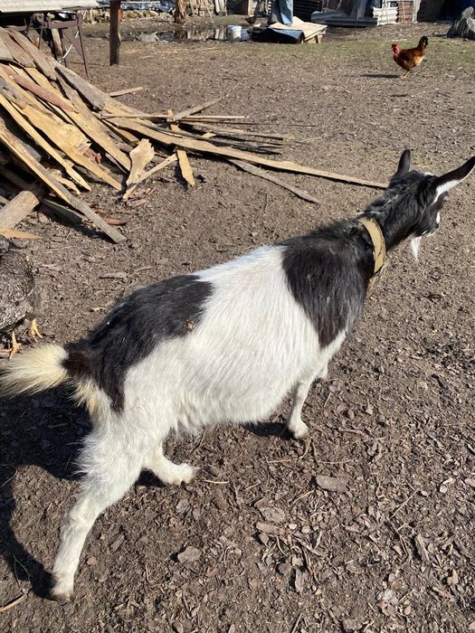 Дійна коза продаю