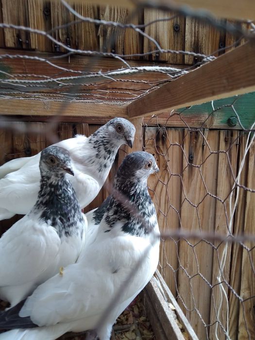 Sprzedam gołębie budapeszty