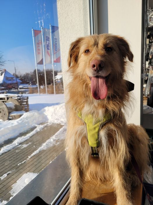 Kudłaty prosi o dom