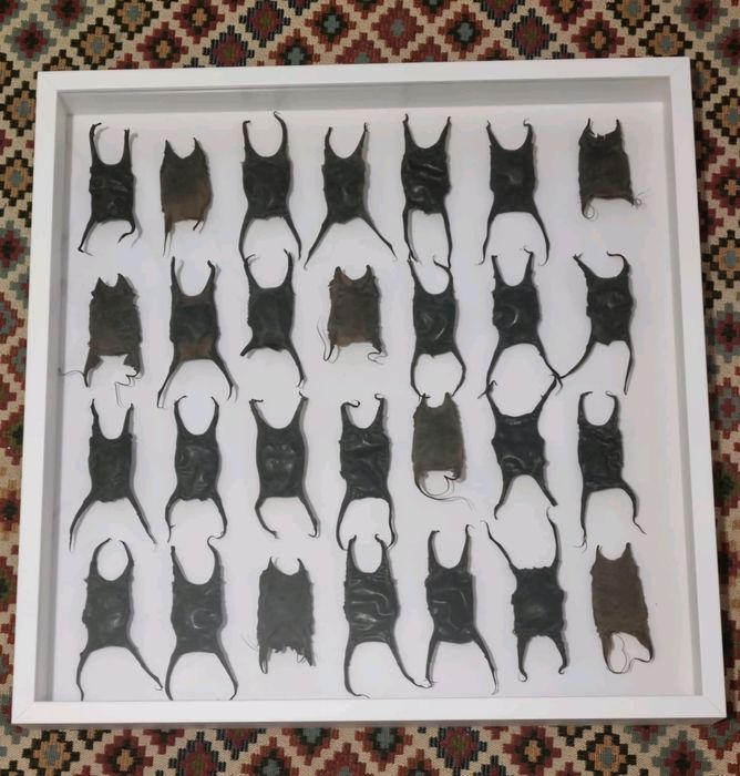 Quadro com ovos de raia