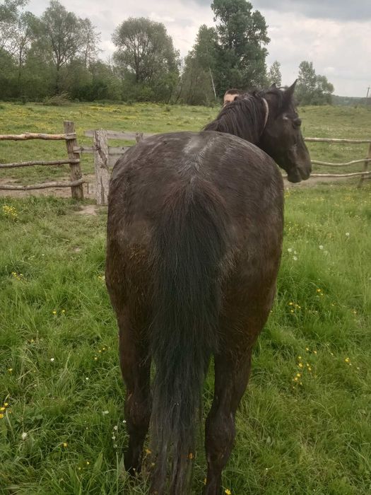 Продається дві кобили!