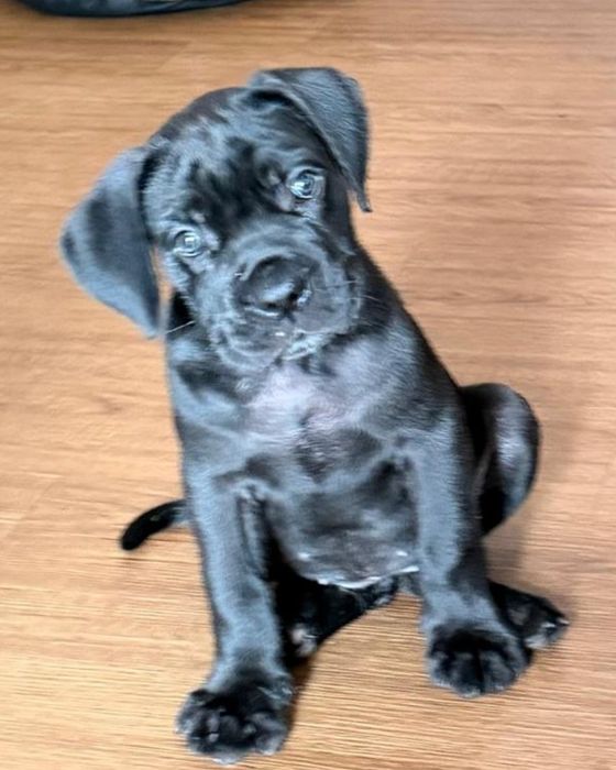 Cane Corso cachorros