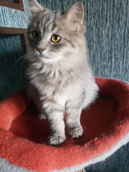 дівчинка безкоштовно