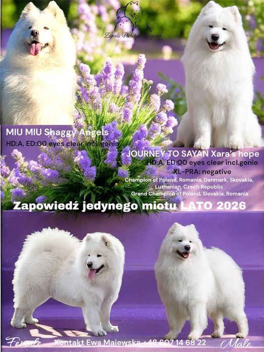 Samoyed ZKwP- rezerwacja tylko po przyjeździe do nas, lato 2026,
