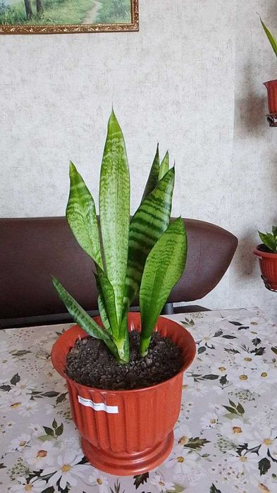 Продам сансевієрії