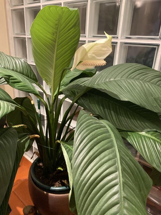 Lírio da paz envasada