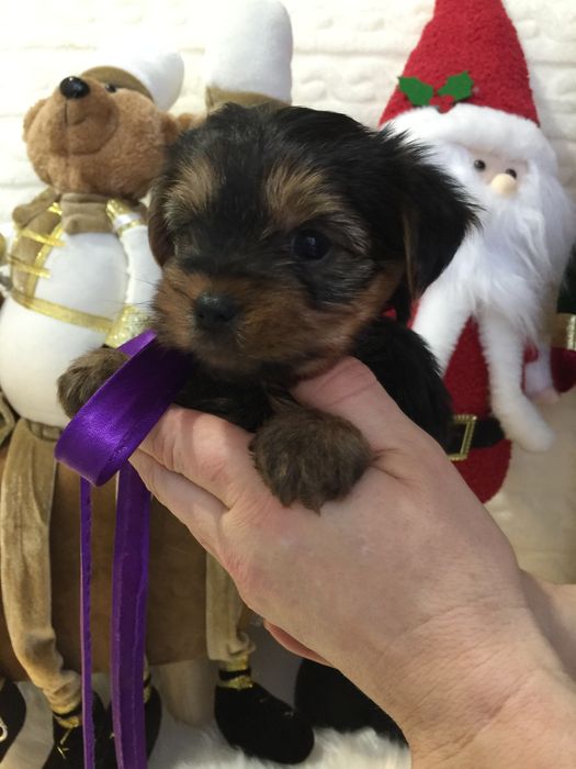 VIP Йорки — Ніжна шерсть, велике серце