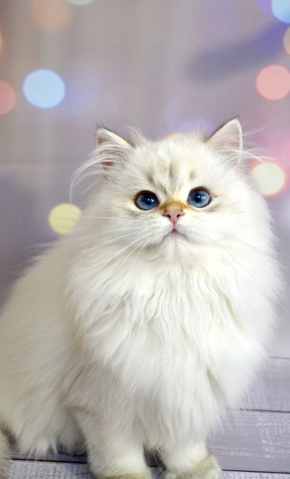 Британские котята золотая шиншилла