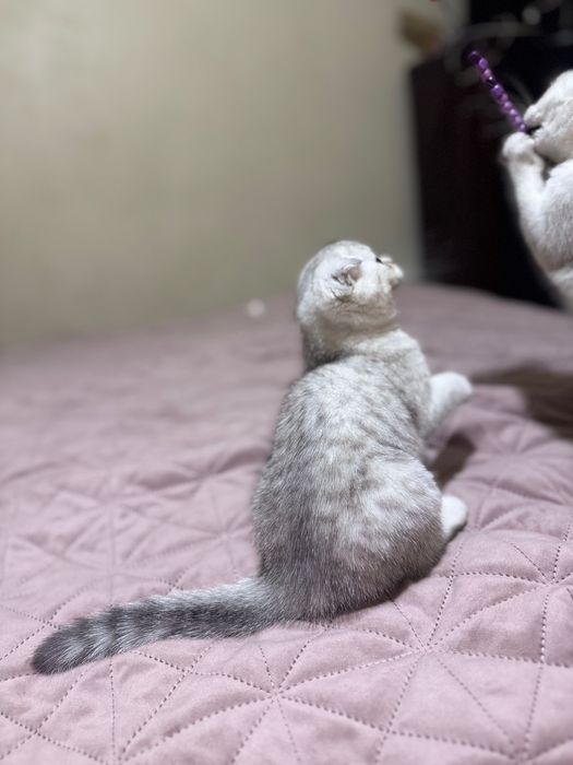 Котеня срібна шиншила